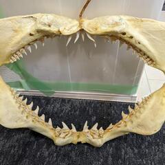 サメ　キバ　剥製　鮫　牙　歯