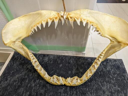 サメ キバ 剥製 鮫 牙 歯