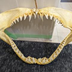 サメ　キバ　剥製　鮫　牙　歯