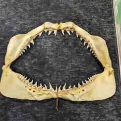 サメ　キバ　剥製　鮫　牙　歯