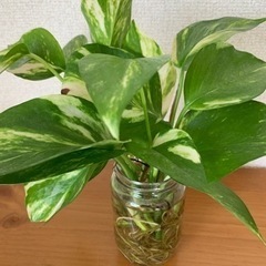 もらって下さい！【観葉植物】ポトスをカットして発根させたもの