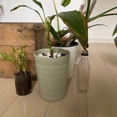 観葉植物 生活雑貨 家庭用品 ガーデニング