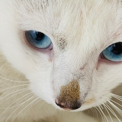青い目の可愛い保護猫