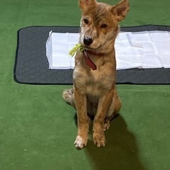 生後4ヶ月ぐらいの賢く可愛い性格の元気な子犬（男の子）