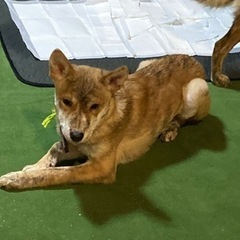 生後4ヶ月ぐらいの賢く可愛い性格の元気な子犬（男の子） - 犬