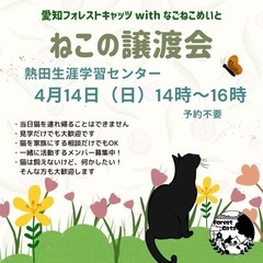 ねこの譲渡会　名古屋市熱田区　子猫から大人までの画像