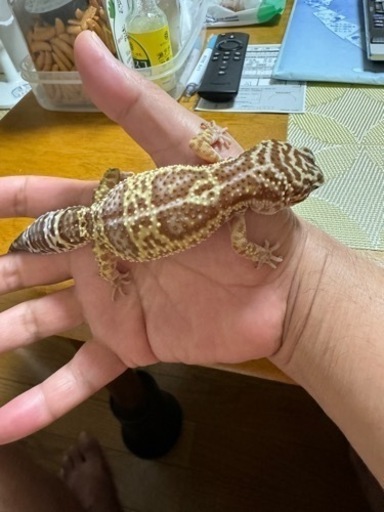 アクリル飼育ケースその他爬虫類