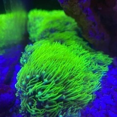 サンゴ　スターポリプ