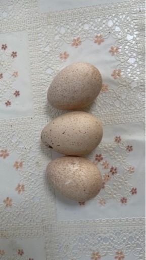 七面鳥の有精卵3個