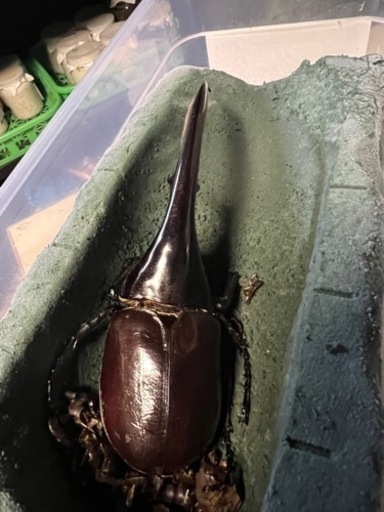 ヘラクレスオオカブトペア　142ミリ　美形です。