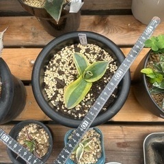 アガベ リップルエフェクト