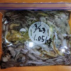 【完売しました】シガヤーダコ量り売り　3/22～3/24捕獲分【 5.58kg】　タマン　マクブ　ガーラ　10000円