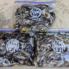 【完売しました】シガヤーダコ量り売り　3/22～3/24捕獲分【 5.58kg】　タマン　マクブ　ガーラ　10000円