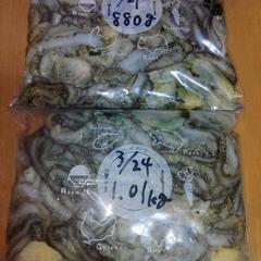 【完売しました】シガヤーダコ量り売り　3/22～3/24捕獲分【 5.58kg】　タマン　マクブ　ガーラ　10000円