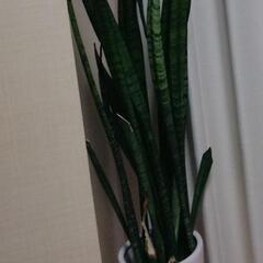 取引中ですサンセベリア　観葉植物