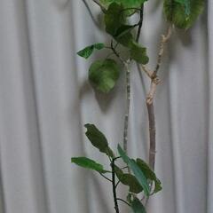 2m弱　フィカス・ウンベラータ　観葉植物　ゴムの木