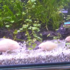 白コリドラス 幼魚 ５匹 