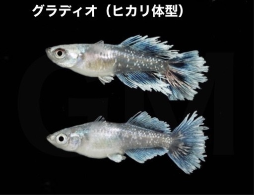 【成魚出品】グラディオ ヒカリ体型 成魚 1ペア →新潟 GMめだか メダカ