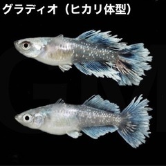 【成魚出品】グラディオ ヒカリ体型 成魚 1ペア →新潟 GMめだか メダカ 