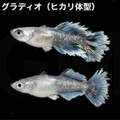 【稚魚出品】グラディオ ヒカリ体型 稚魚m1匹 →GMめだか メ...