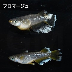 【成魚出品】フロマージュ 成魚 1ペア →新潟 GMめだか メダカ 