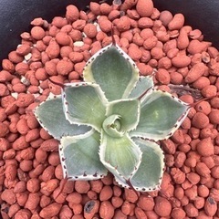 パリー・オリザバ