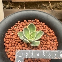 パリー・オリザバ