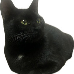 里親募集🐈再募集‼️黒猫🐈‍⬛保護猫🐈‍⬛オスメス5の画像