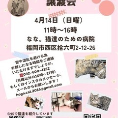 4/14 ねこ組🐾福岡中央譲渡会　なな。猫達のための病院