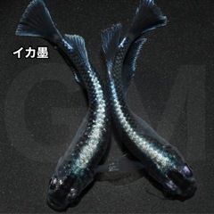 【稚魚出品】イカ墨 稚魚1匹 →GMめだか メダカ 新潟