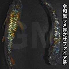 【稚魚出品】令和黒ラメ幹之サファイア系 稚魚1匹 →GMめだか ...