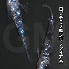 【成魚出品】白ブチラメ幹之サファイア系 成魚 1ペア  →新潟 ...