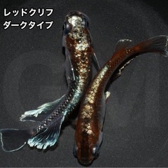 【成魚出品】レッドクリフダークタイプ 成魚 1ペア →新潟 GM...