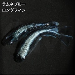 【稚魚出品】ラムネブルーLF 稚魚1匹 →GMめだか メダカ 新潟