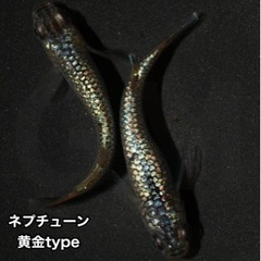 【成魚出品】ネプチューン黄金TYPE 成魚 1ペア  →新潟 G...