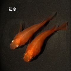 【稚魚出品】初恋（楊貴妃ダルマ）稚魚　1匹 →GMめだか メダカ...