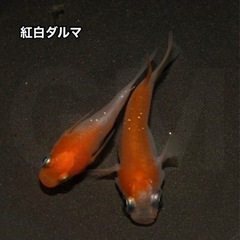 【稚魚出品】紅白ダルマ 稚魚1匹 →GMめだか メダカ 新潟 だるま