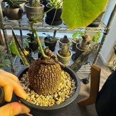 ステファニア　スベローサ　塊根植物