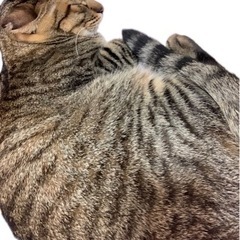 猫 − 沖縄県