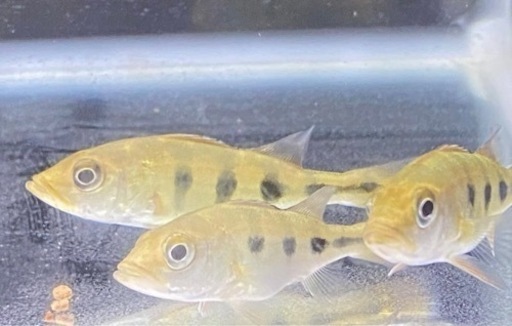 熱帯魚　キクラオセラリス　（３匹）