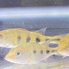 熱帯魚　キクラオセラリス　（３匹）