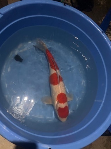 期間限定引き取り限定で赤字覚悟で値下げ！錦鯉4段紅白60cm