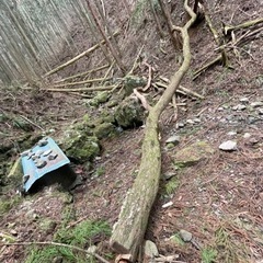 この杉を倒したので､小分けして無料引き取りの人来てください。