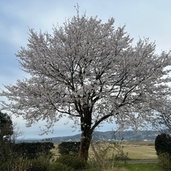 桜の枝、幹、切り株