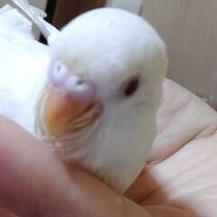 セキセイインコ…(白)