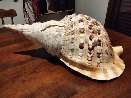 ホラガイ　特大38cm胴回り52cm