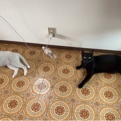 白猫（3歳）黒猫（4歳）かわい子ちゃん - 糸島市