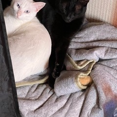 白猫（3歳）黒猫（4歳）かわい子ちゃんの画像