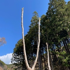 山菜採り登山 or ツーリング