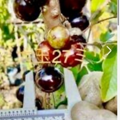 ジャボチカバ 小葉【ミウーダ 耐寒性】